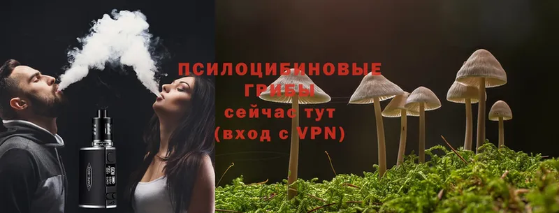 Псилоцибиновые грибы Cubensis  мега вход  Красноярск 